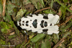 Clethrorasa pilcheri