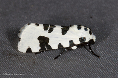 Clethrorasa pilcheri