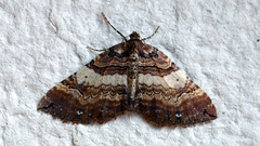 Earophila badiata