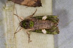 Prometopus albistigma