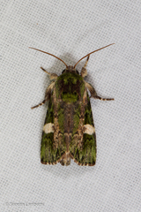 Prometopus albistigma