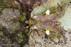 Prometopus albistigma