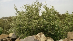 Styrax officinalis