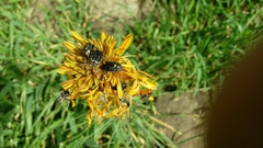 Oxythyrea noemi