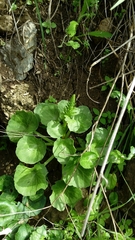 Umbilicus intermedius