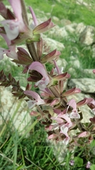 Salvia hierosolymitana