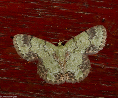 Epipristis truncataria