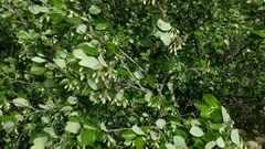 Styrax officinalis
