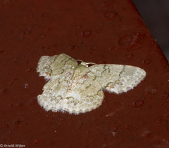 Epipristis truncataria