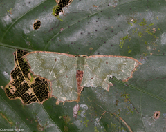 Episothalma robustaria