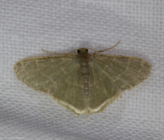 Lophophleps triangularis