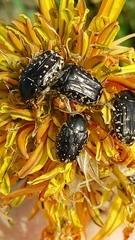 Oxythyrea noemi