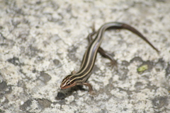 Gail's Eyelid Skink photo 3