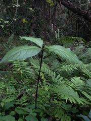 Chloranthus oldhamii