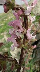 Salvia hierosolymitana
