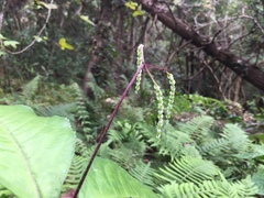 Chloranthus oldhamii