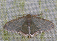 Lophophleps triangularis