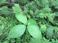 Chloranthus oldhamii