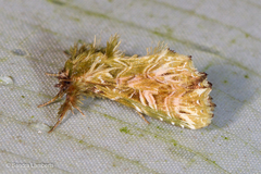 Callopistria ludovici