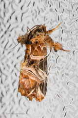 Callopistria repleta