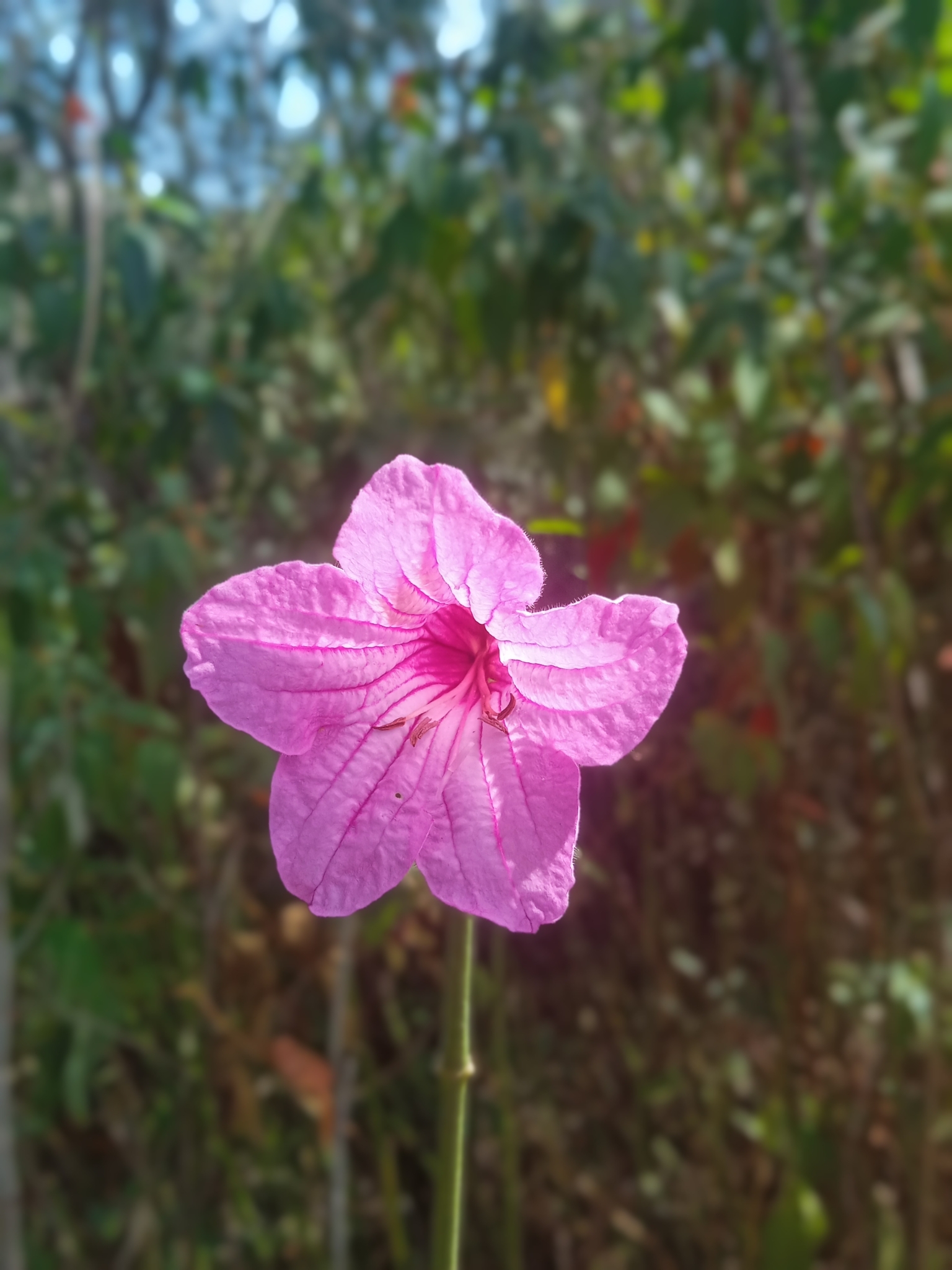 Ruellia macrantha