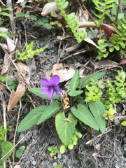 Viola confusa