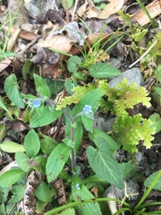 Thyrocarpus sampsonii