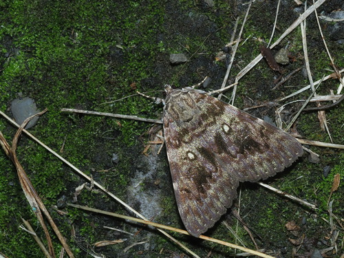 Catocala pataloides