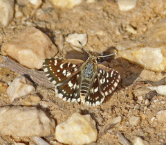 Spialia