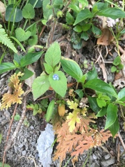 Thyrocarpus sampsonii