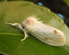 Euproctis haemodetes