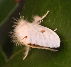 Euproctis haemodetes