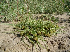 Cyperus michelianus