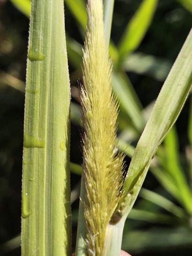 Cenchrus purpureus