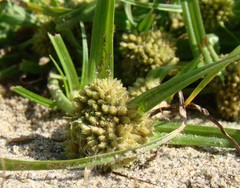 Cyperus michelianus