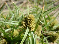Cyperus michelianus
