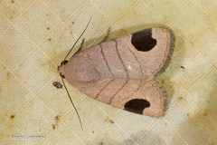 Dyrzela