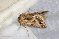 Ctenoplusia tarassota