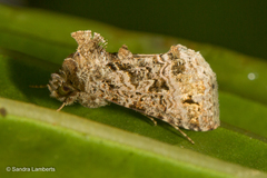 Ctenoplusia tarassota