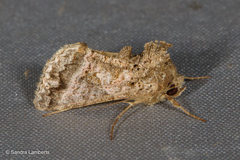 Ctenoplusia tarassota
