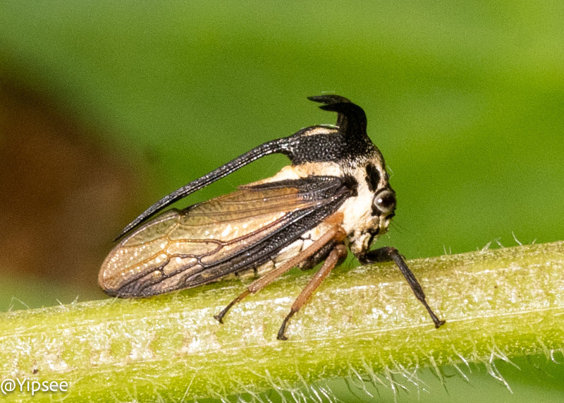 Leptocentrus abdullah