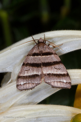 Flammona quadrifasciata