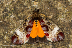 Sarbanissa transiens