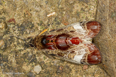 Sarbanissa transiens