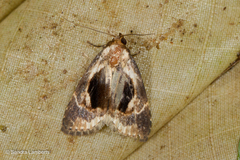 Meekistrotia molybdota