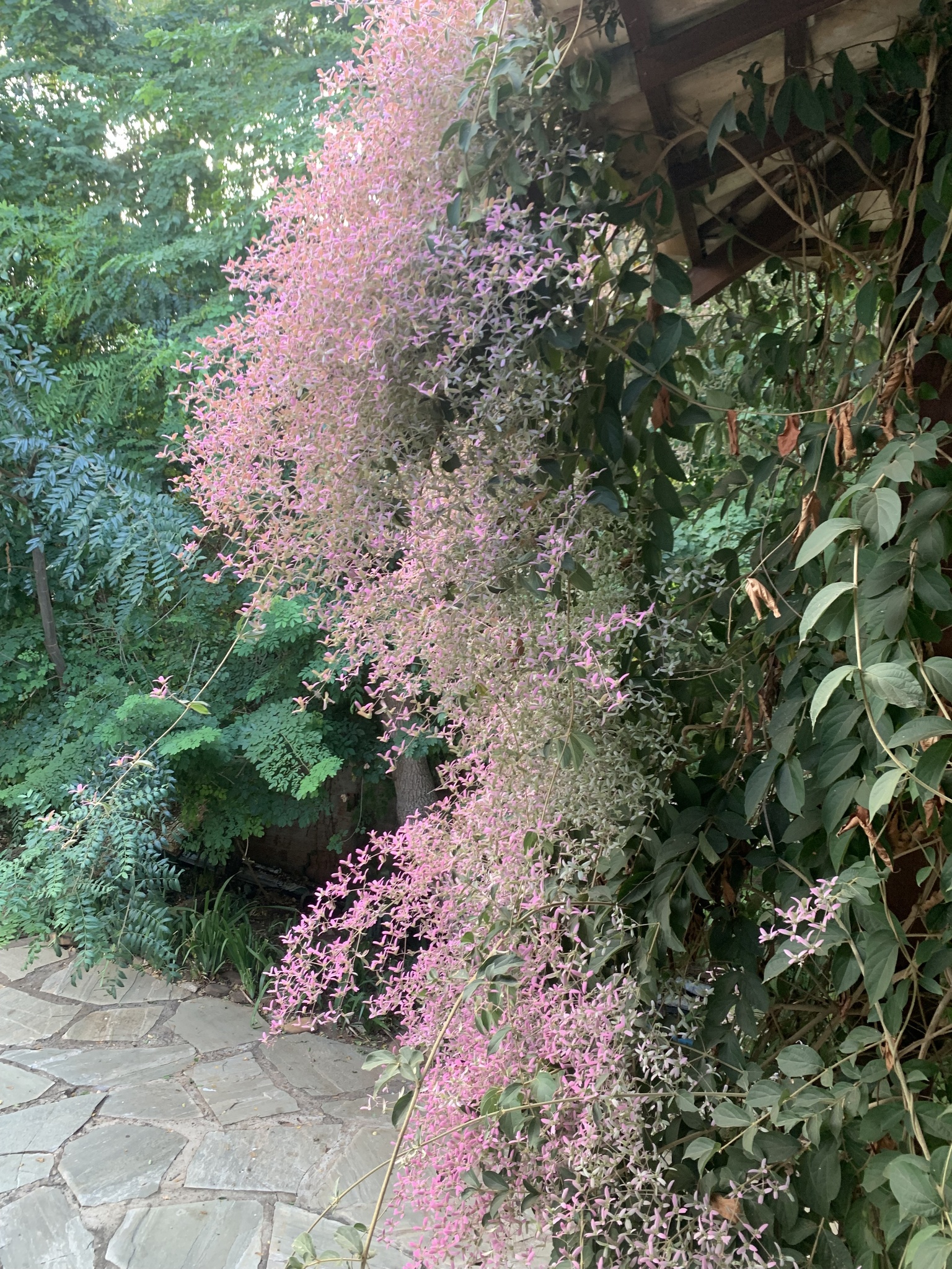 Congea tomentosa