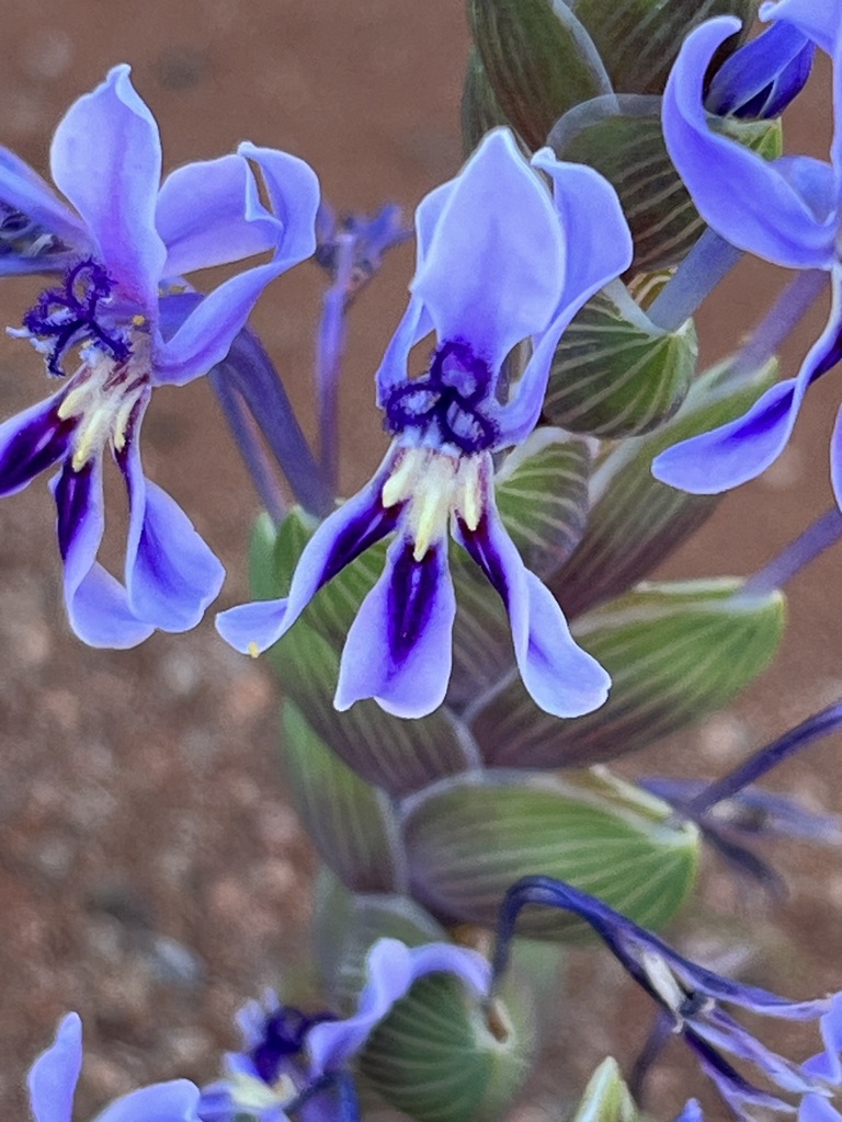 Lapeirousia dolomitica, Namakwa District Municipality, South Africa