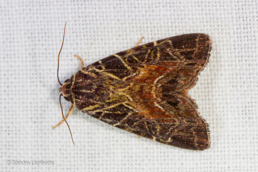 Iambia tessellata