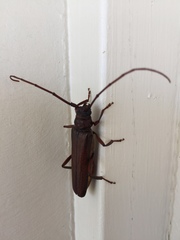 Xystrocera virescens