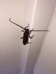 Xystrocera virescens